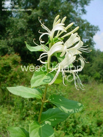 honeysuckle, Japanese